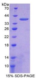 SDS-PAGE (MCL1-780H).jpg